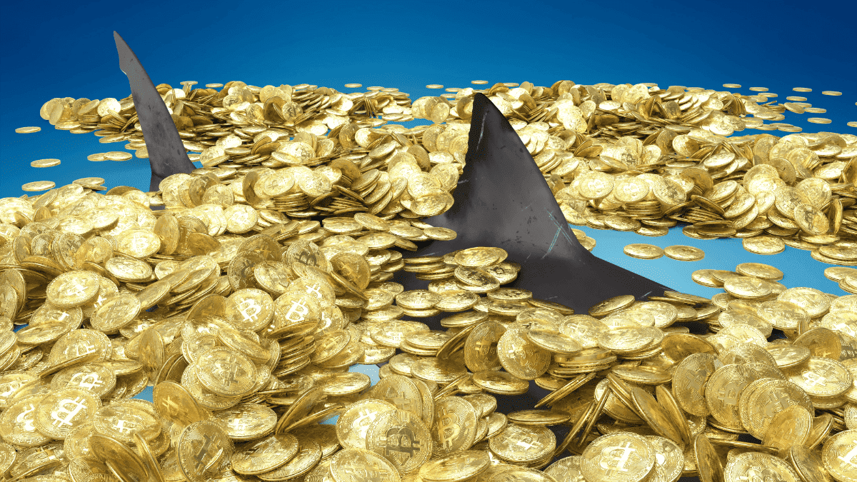 Sharks accumulate Bitcoin during price drop